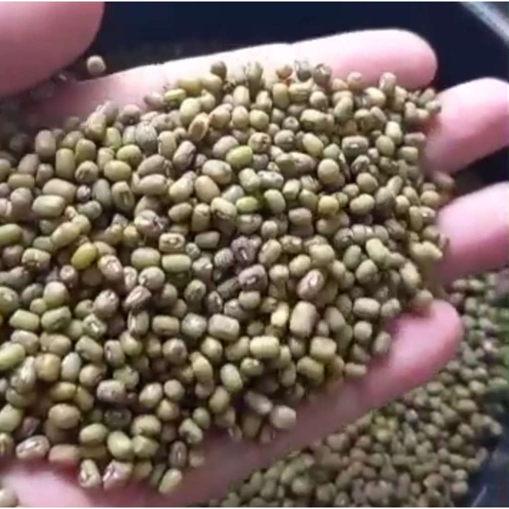 

kacang hijau Large Green mung Beans kualitas terbaik,import-1kg