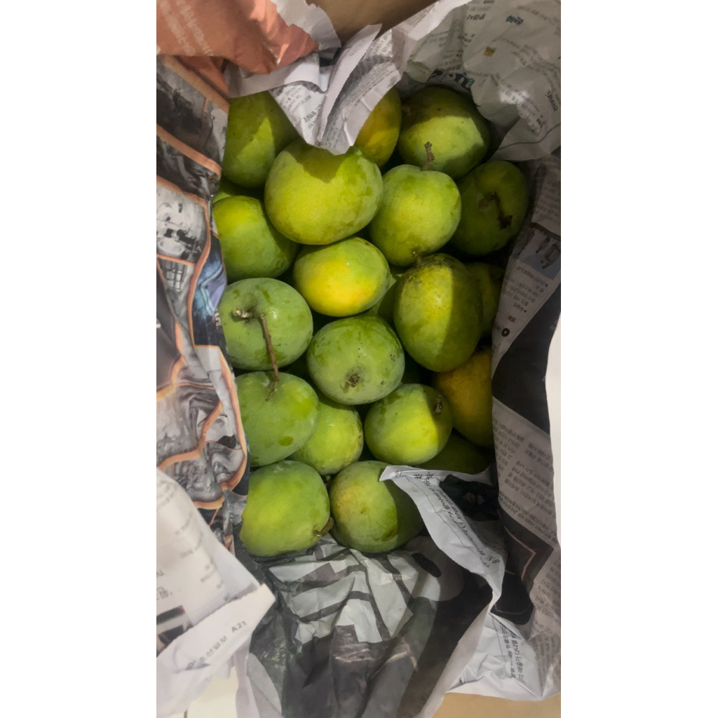 

Mangga Gedong