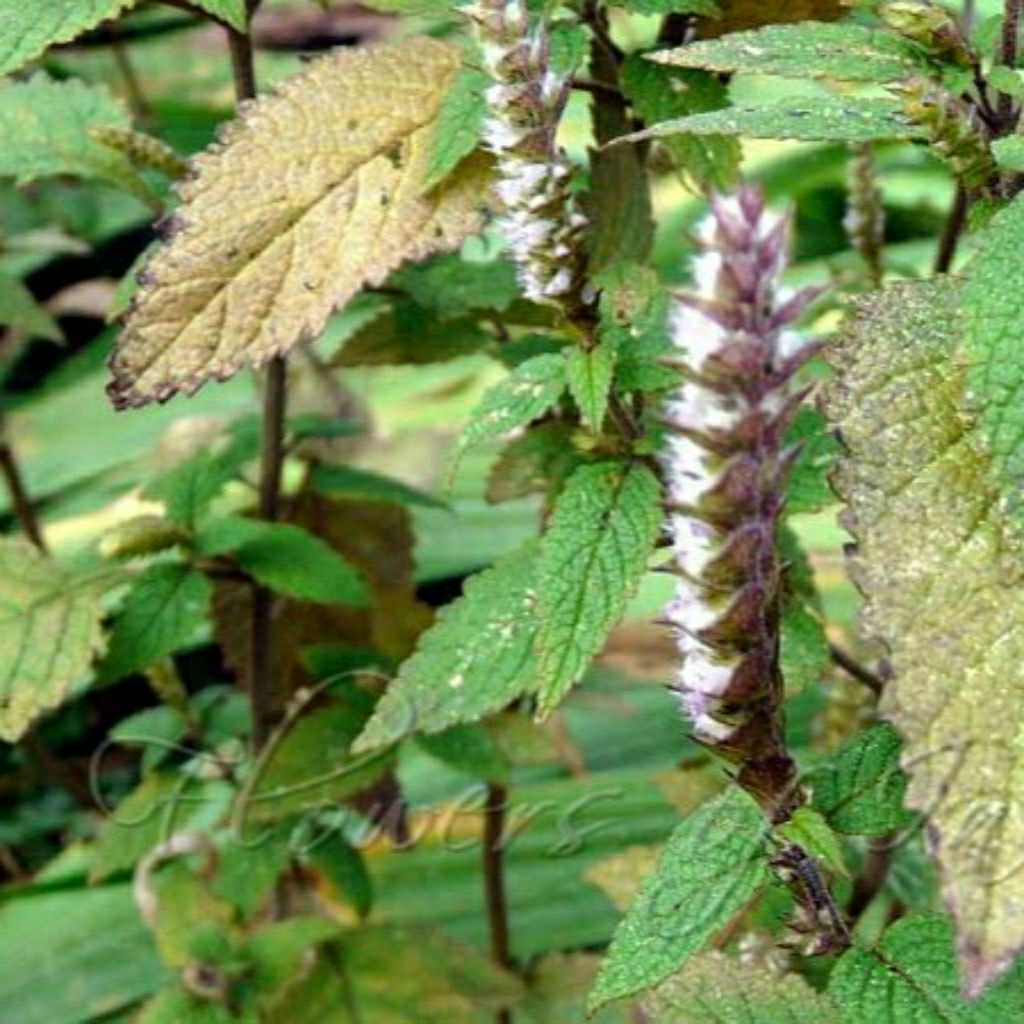 

COMB MINT / MINT JENIS LANGKA