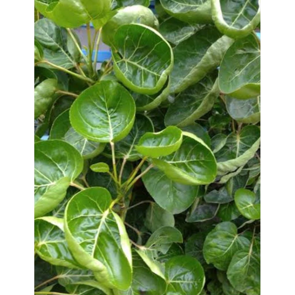 

Instant Gojek/Daun Mangkokan Segar/Petik DaunPlusBatang/Berat 50 gram