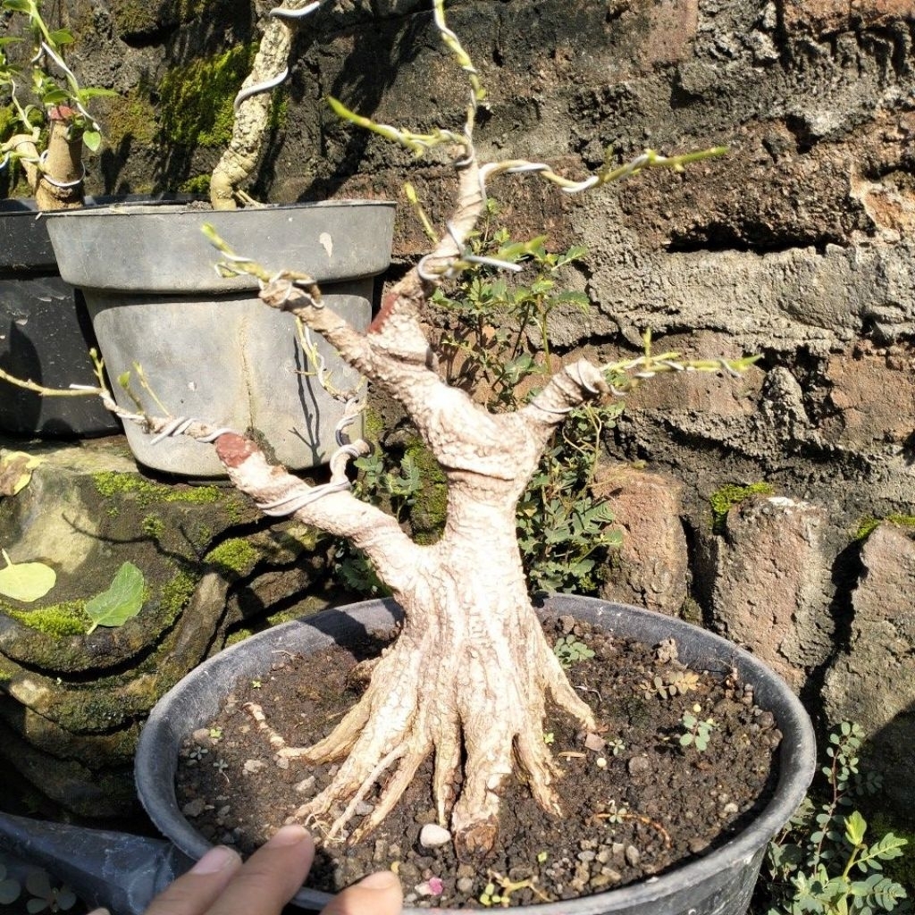 BAHAN BONSAI KIMENG PECAH BATANG