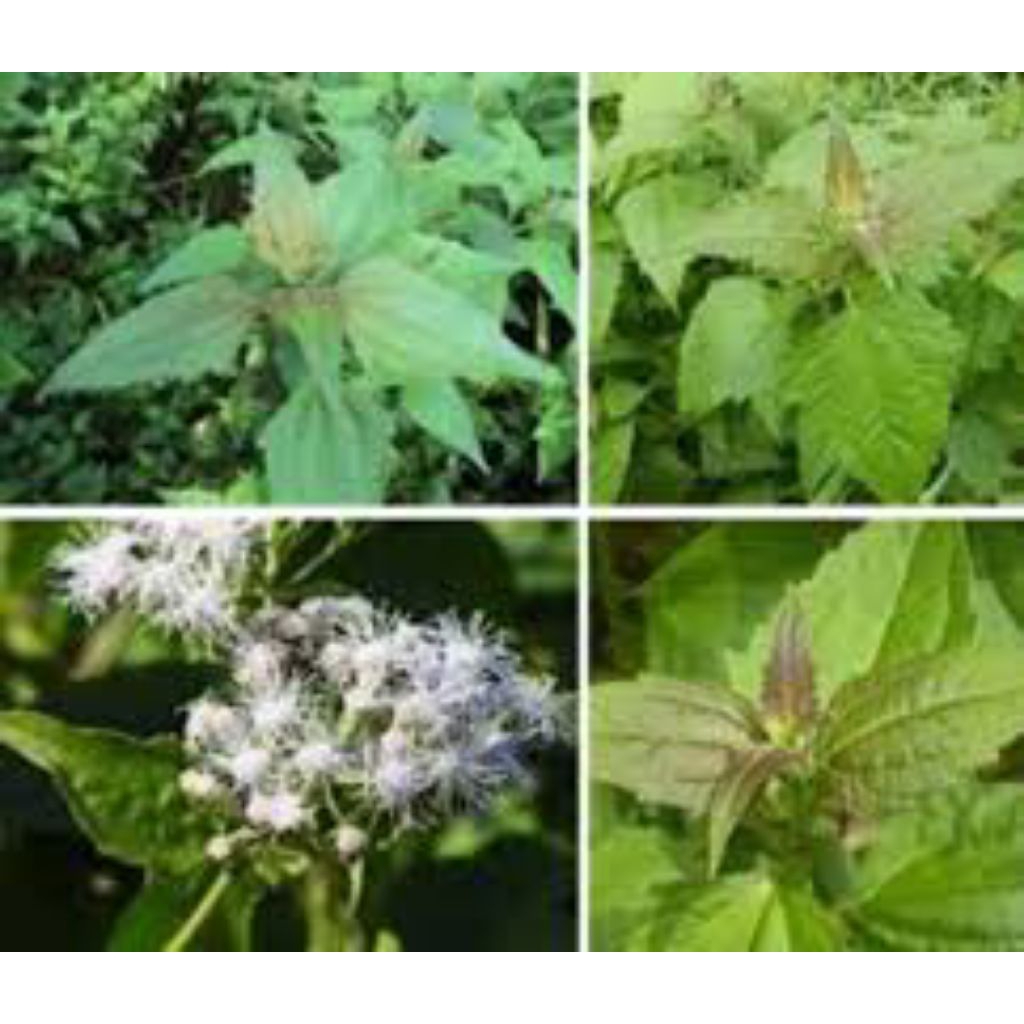 

daun kirinyuh segar 1kg