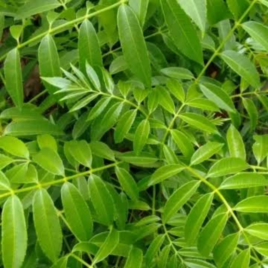 

daun kedondong segar langsung petik