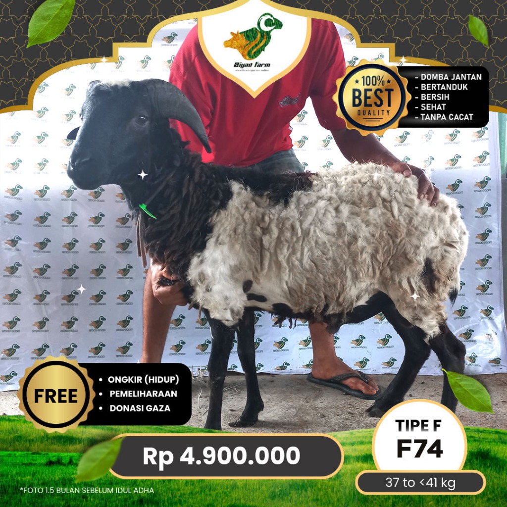 

Domba Qurban Tipe F 74, berat 37 sd 41 Kg