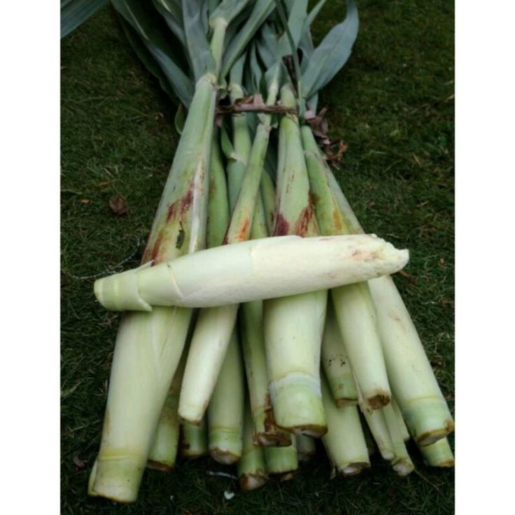 

Terubuk telur turubuk cobek turubuk sayuran segar,Ready/1006(+packing) Ready segar di petik dadakan