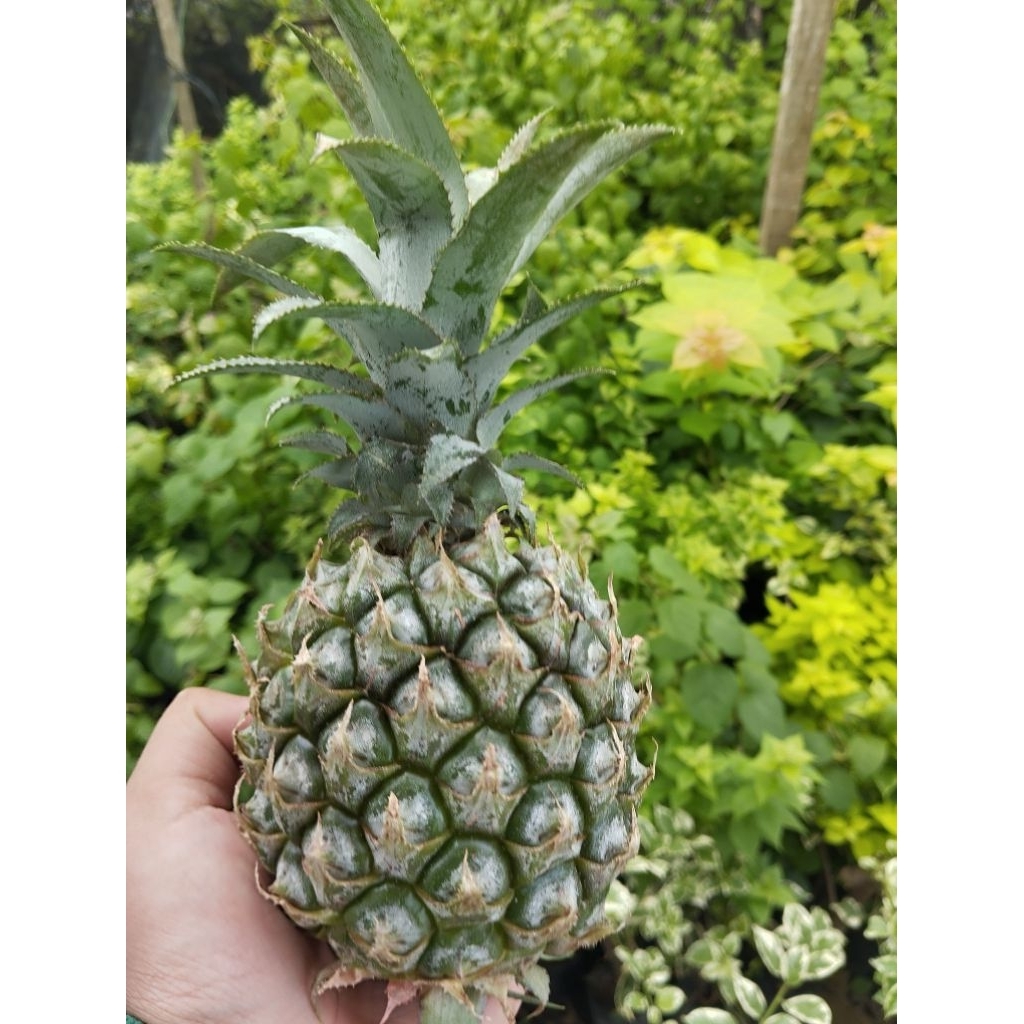 

Nanas Madu Kelud paket bundling Grade D (Beli 10 gratis 1)