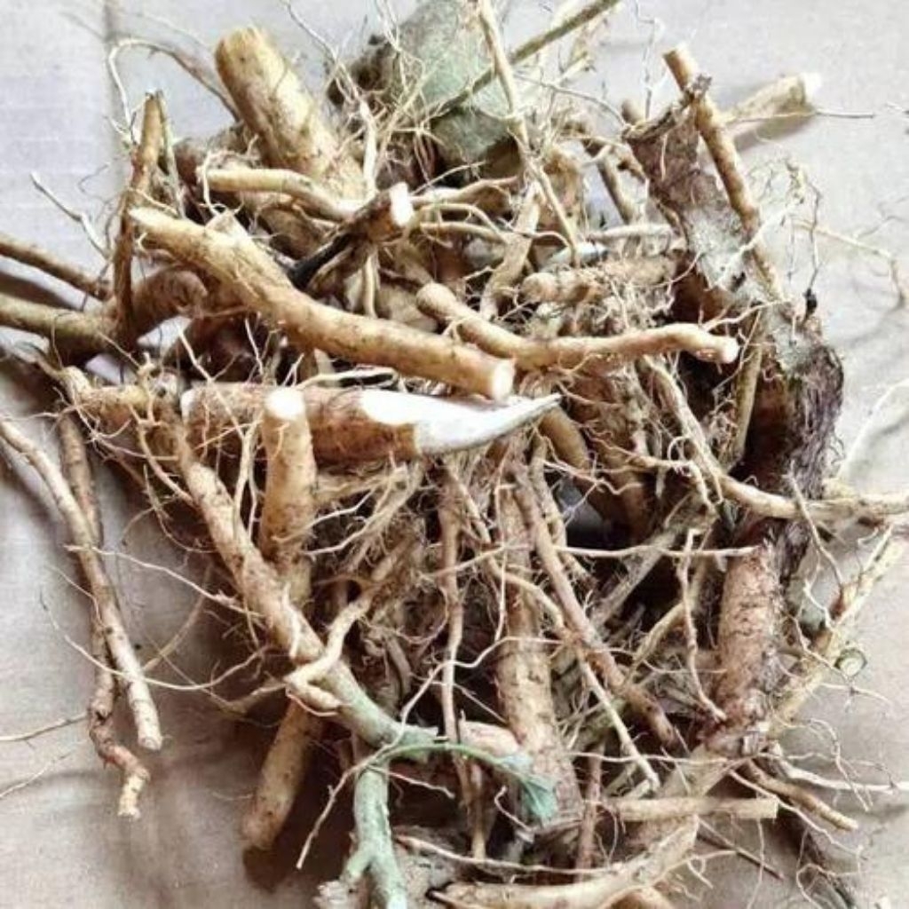 

PaketHemat akar sidaguri350gram