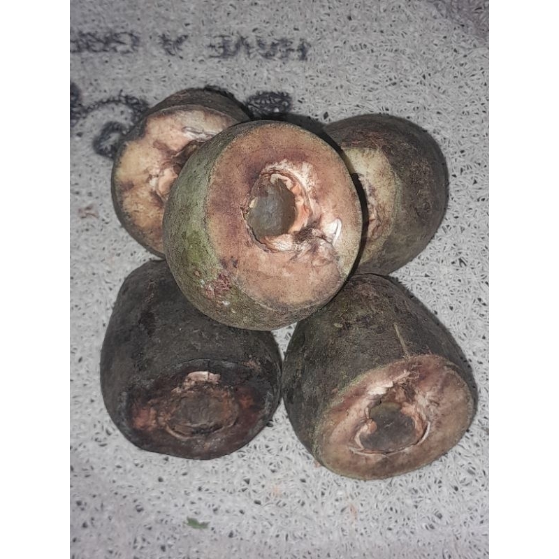 Muncang Adu Jayanti Garoet ( Masih Cangklong )