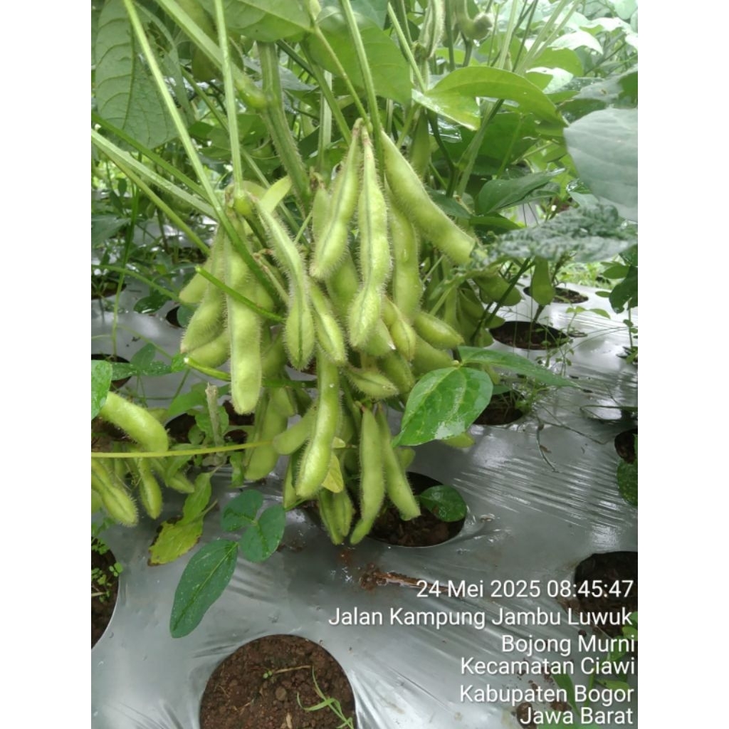 

Paket 1 kg Kacang Edamame atau Kedelai Hijau Fresh dari Kebun