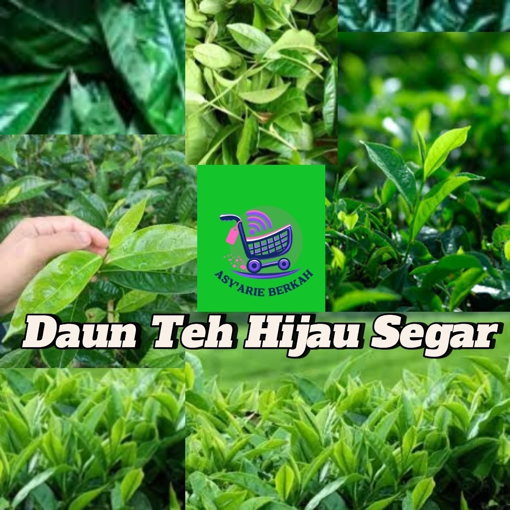 

Daun Teh Hijau Asli Segar--100 Gram