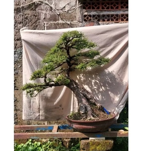 Bonsai ulmus micro Large siap pajang