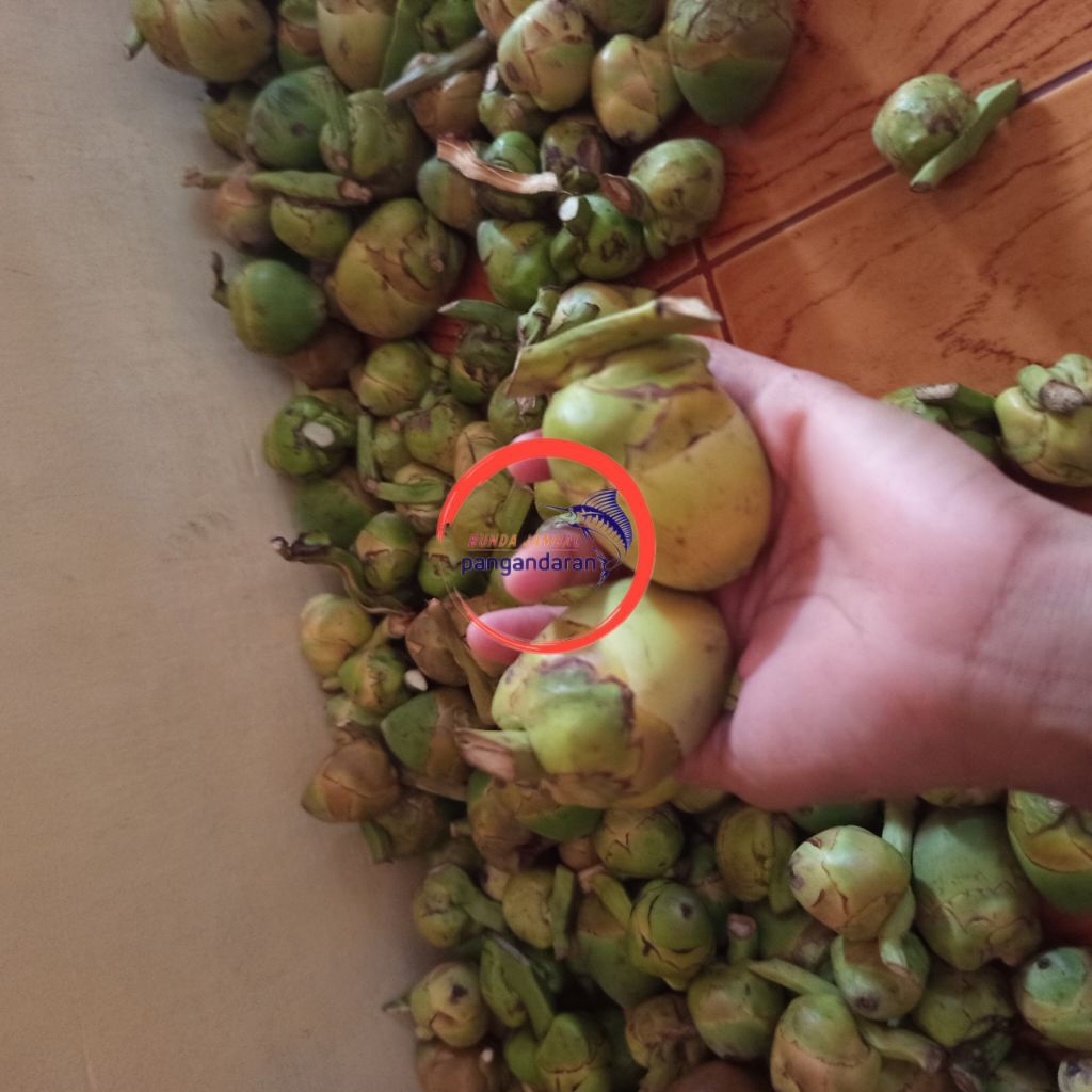 

Termuarah Beluluk super fresh / tembuluk super / buah kelapa kecil segar