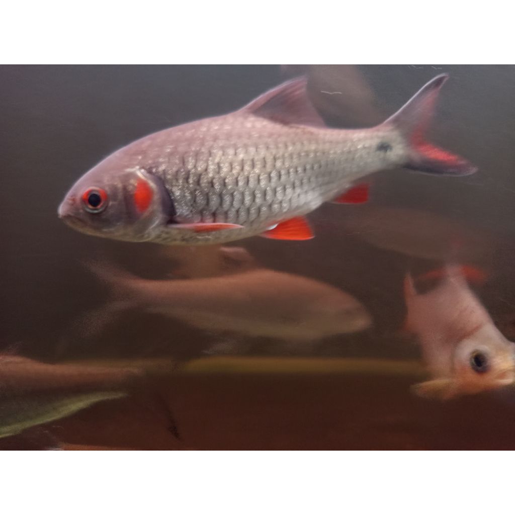 hiasan derbang 11-13cm , wader abang , merah gating , tank mate wader , tank mate arwana , tankmate 