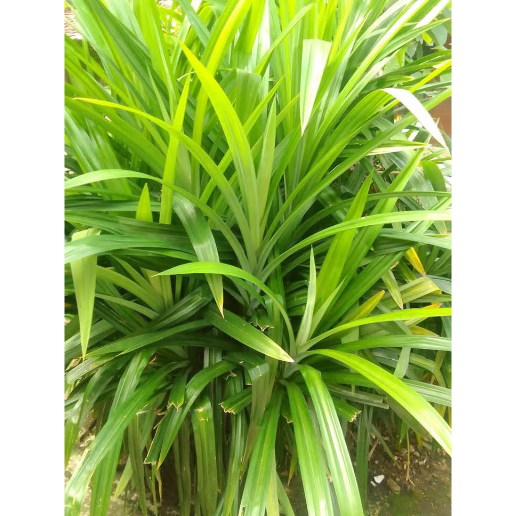 

daun pandan fres 50lembar