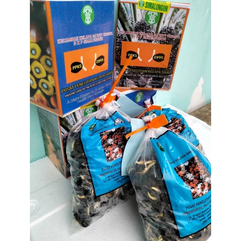 Benih kecambah kelapa sawit DxP PPKS SIMALUNGUN