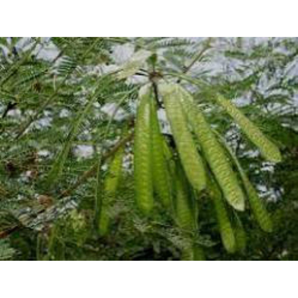 

jual kulit pohon Pete cina segar 300grm