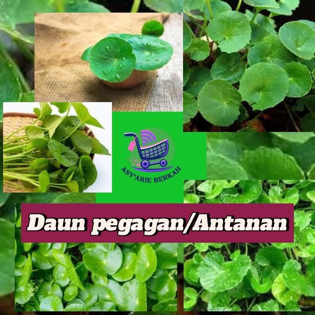 

Daun Pegagan/Antanan Segar-500 Gram