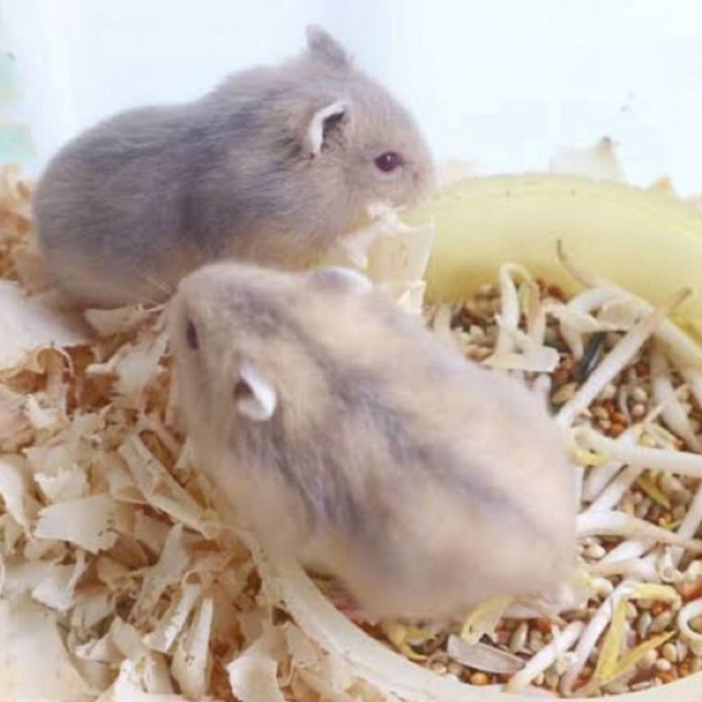 Hamster Winter White "Blue Argente" (DEWASA)