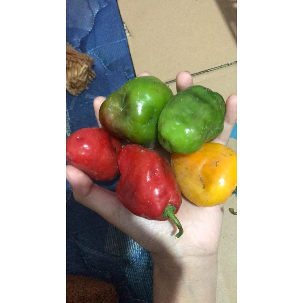 

Cabe Gendot Dieng (250 gram)