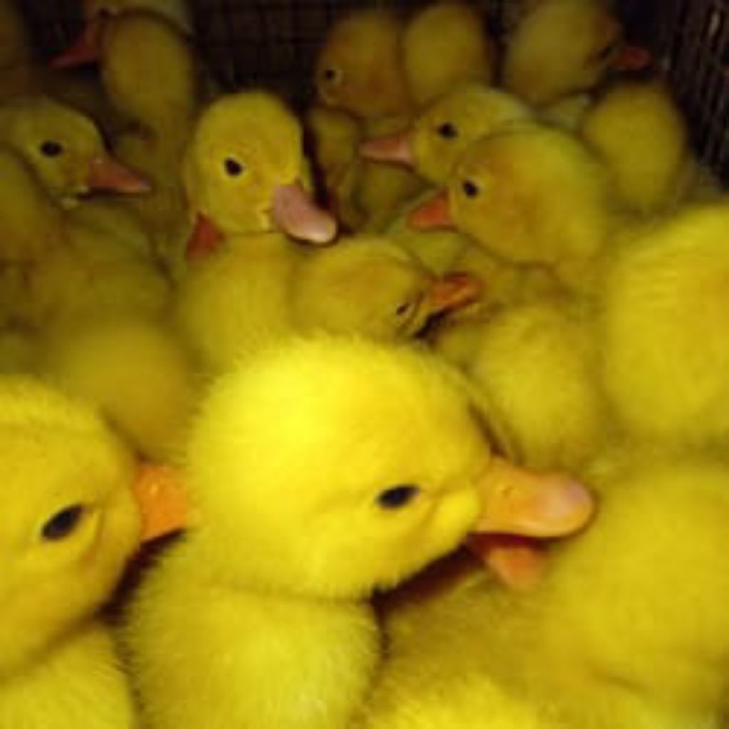 Bebek Peking-bebek pedaging-bebek putih