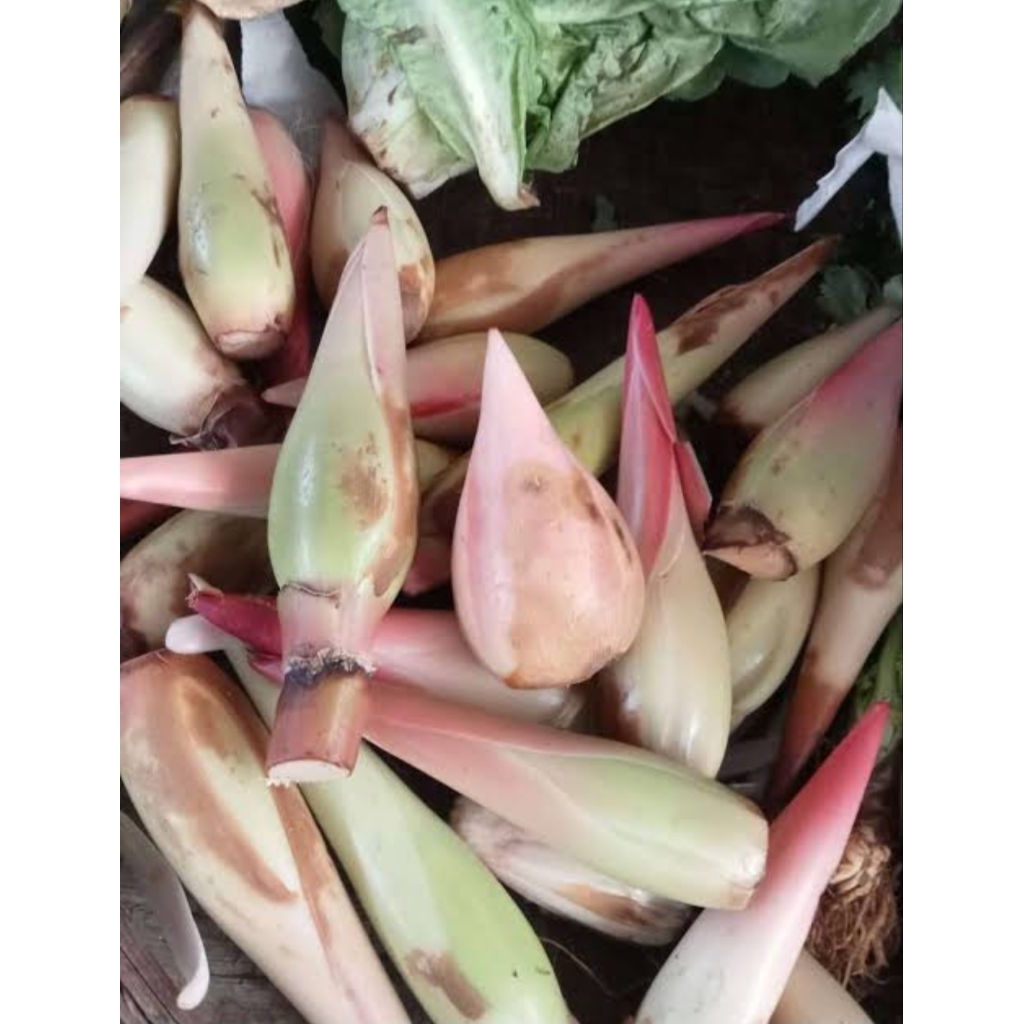 

Kecombrang Fresh Segar Fresh