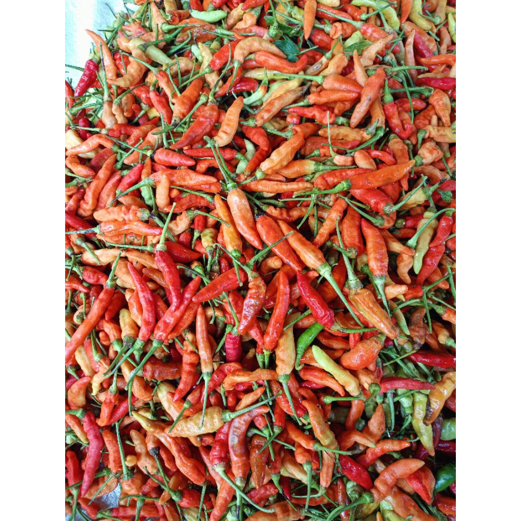 

cabemerah/lombok caberawit fress/1kg asli madura