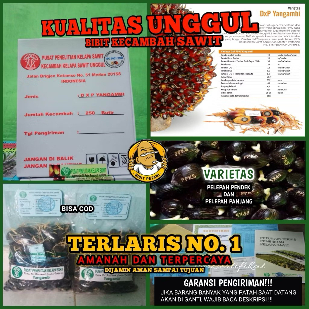 BENIH/BIBIT KECAMBAH SAWIT YANGAMBI UNGGUL BERSERTIFIKAT