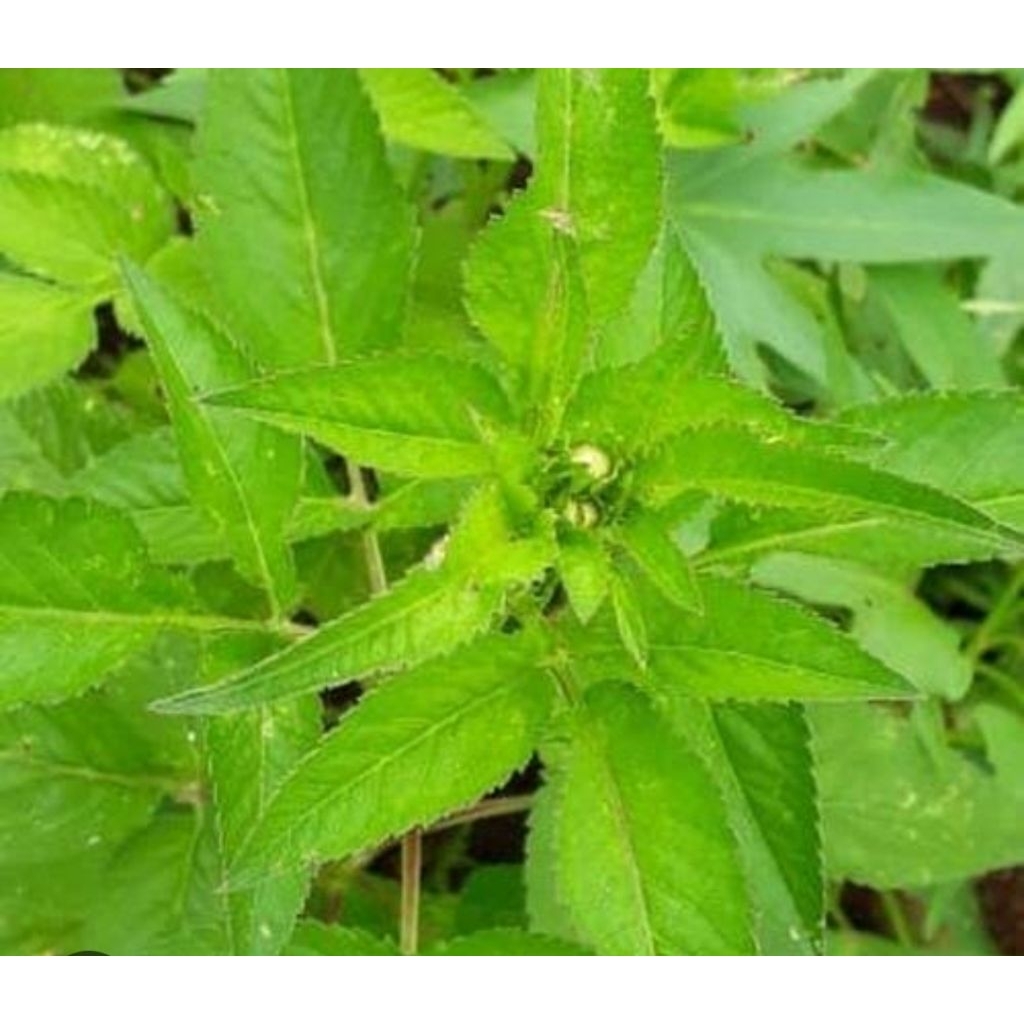 

Daun ajeran segar petik langsung 500 gram daun ketul fresh-az