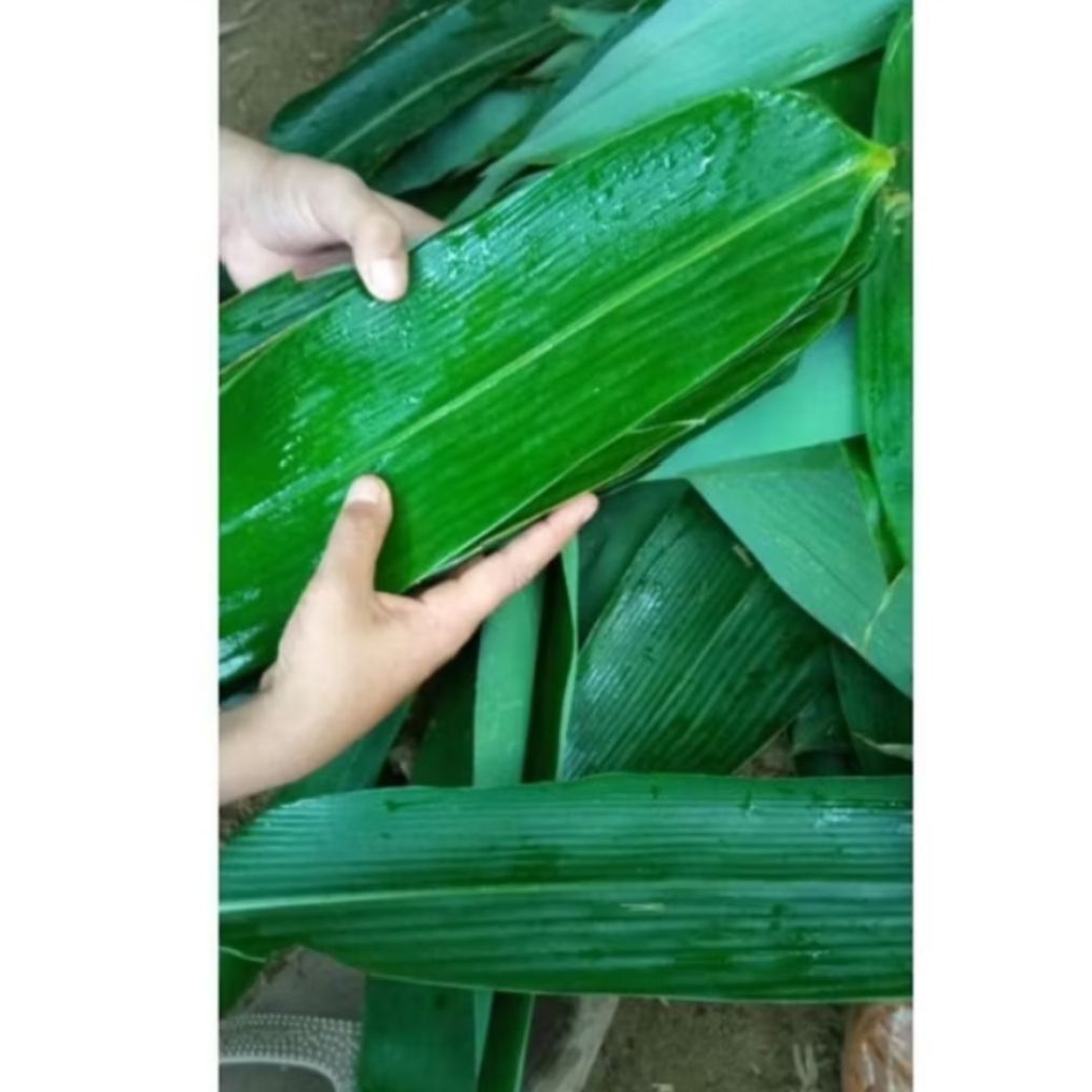

Daun bambu/Pembungkus makanan tradisional/100 lembar