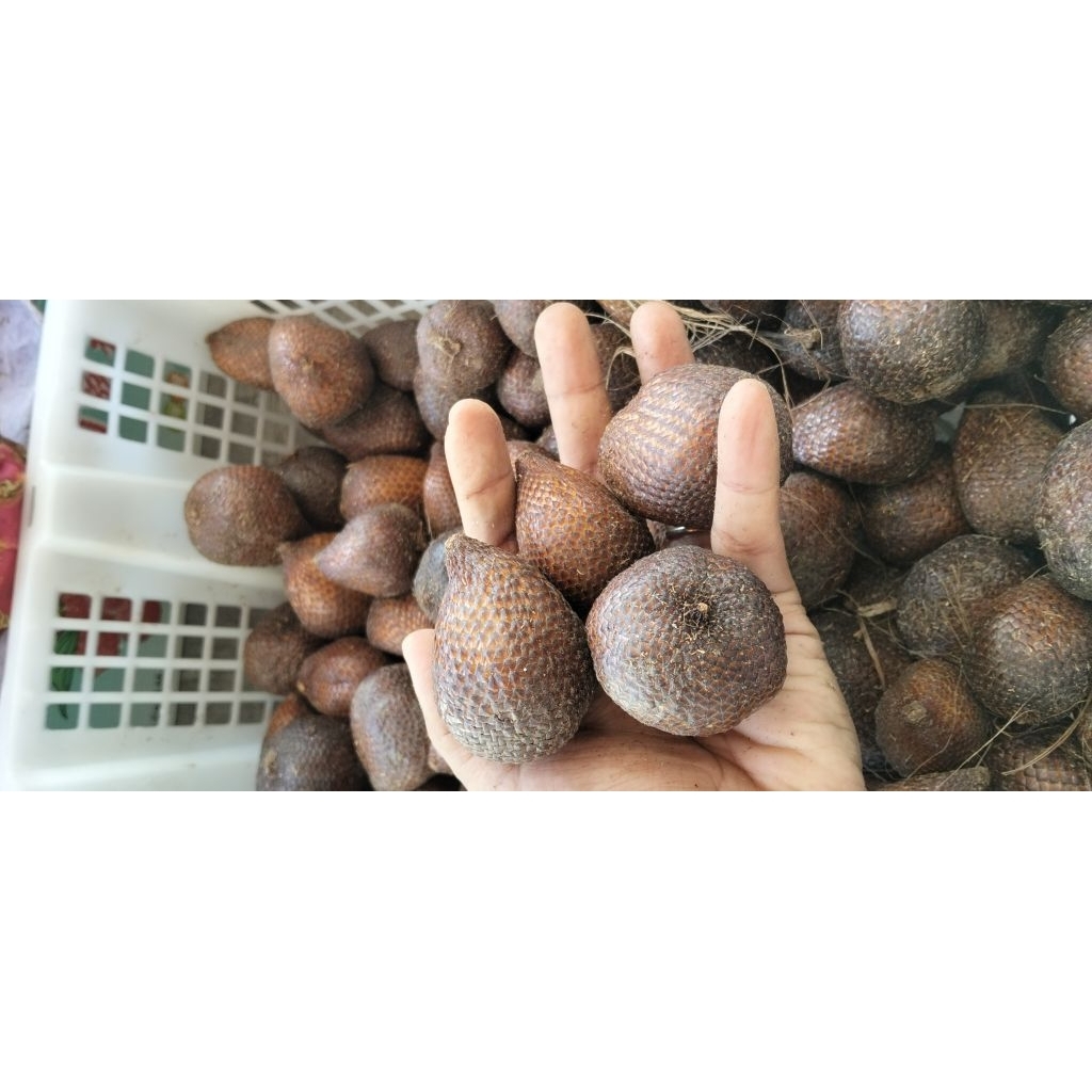 

Buah Salak Pondoh | 1kg