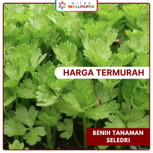Bibit Benih Seledri