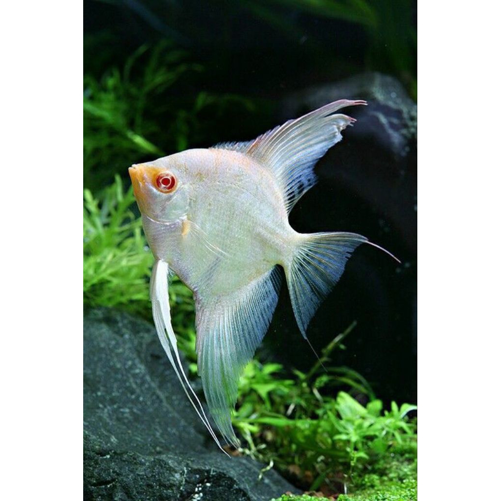 Manfish Blushing Albino 2.5 3 cm - ETALASE