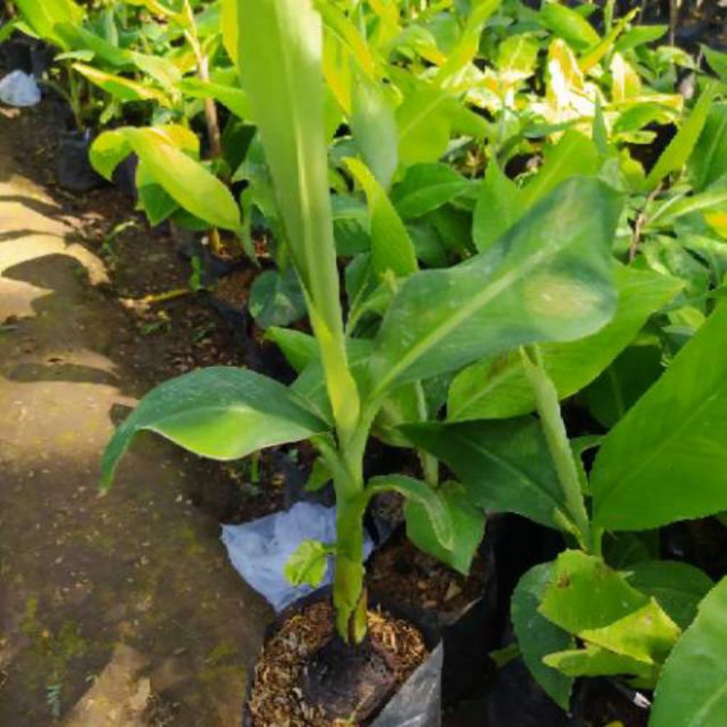 

PISANG CAVENDIS SUPER (BISA DITARUH DIPOT)