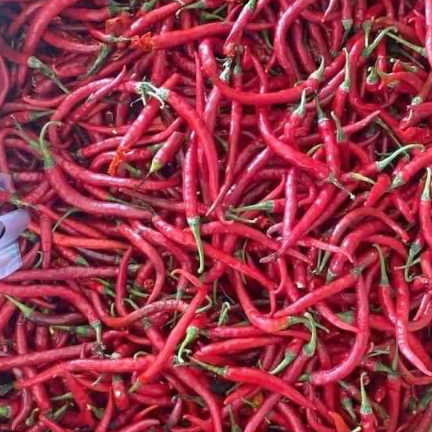 

cabe keriting/CMK petik lansung dari petani