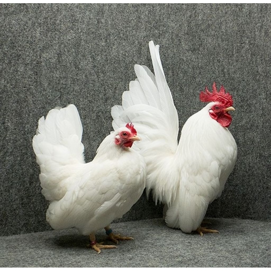 

Telur Tetas Ayam Kate/ayam Hias Kate Fertil Buat ditetaskan