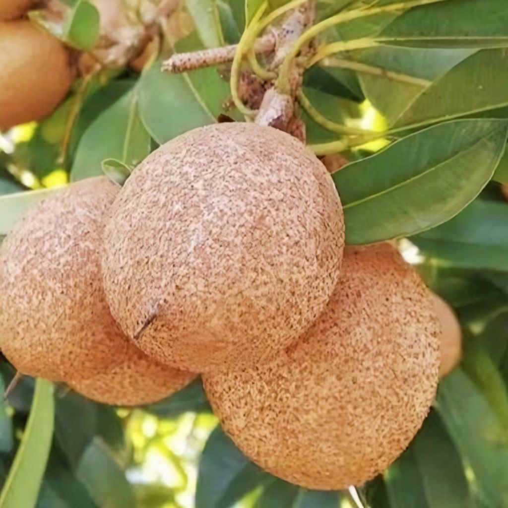 

Buah Sawo Mentah Isi Per 500 Gram