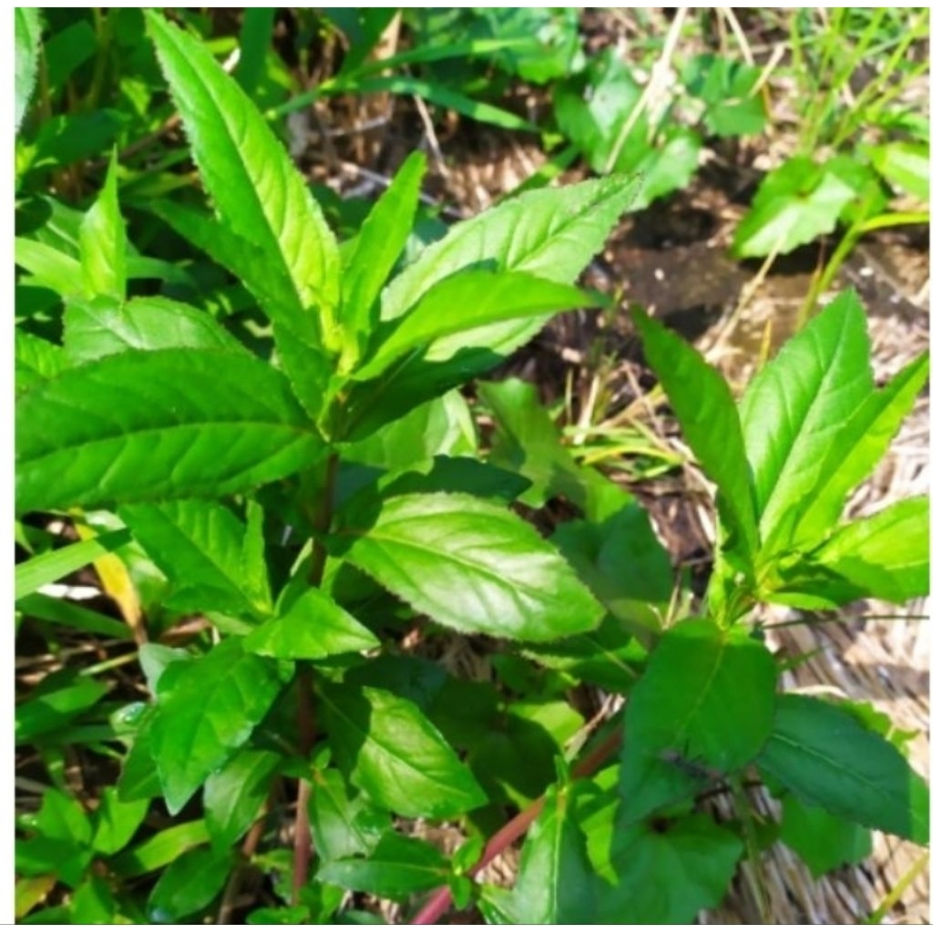 

Daun jotang segar organik 500 gram