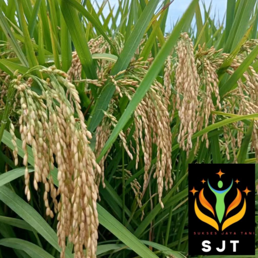 Bibit padi hibrida mapan p05 Unggul 5Kg