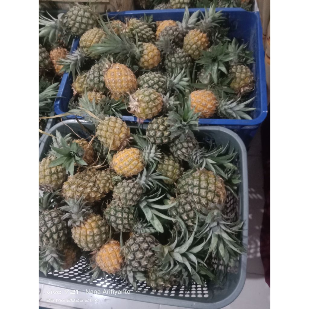 

Nanas madu 3500 beli 10 free 1 buah..