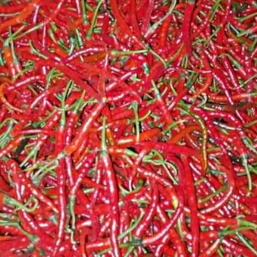 

cabe merah kriting / CMK 1 kg segar