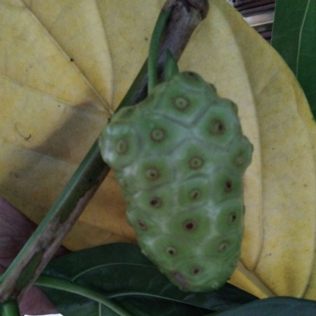 

Mengkudu per 1kg pesan baru dipetik fresh
