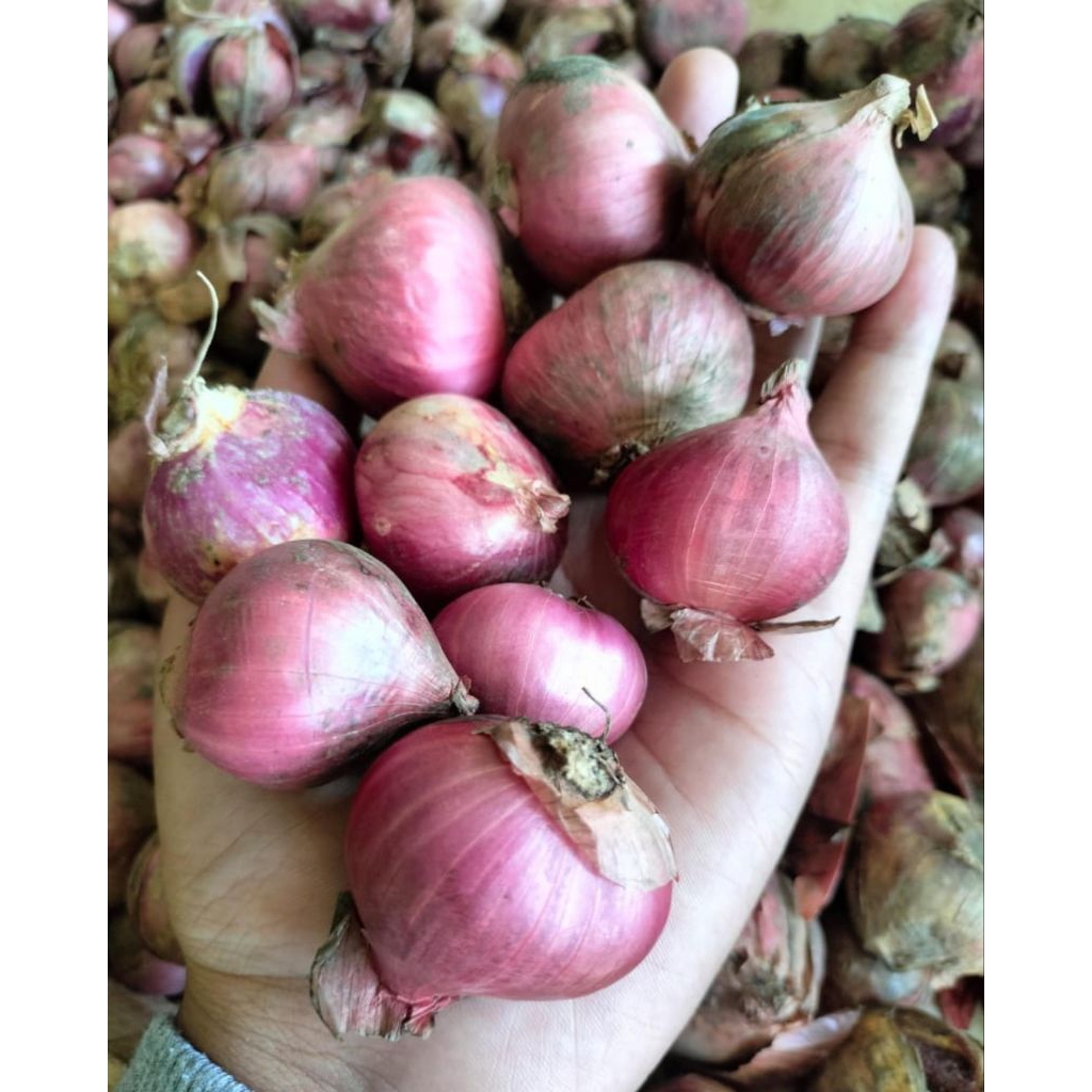 

bawang merah red onion 1kg