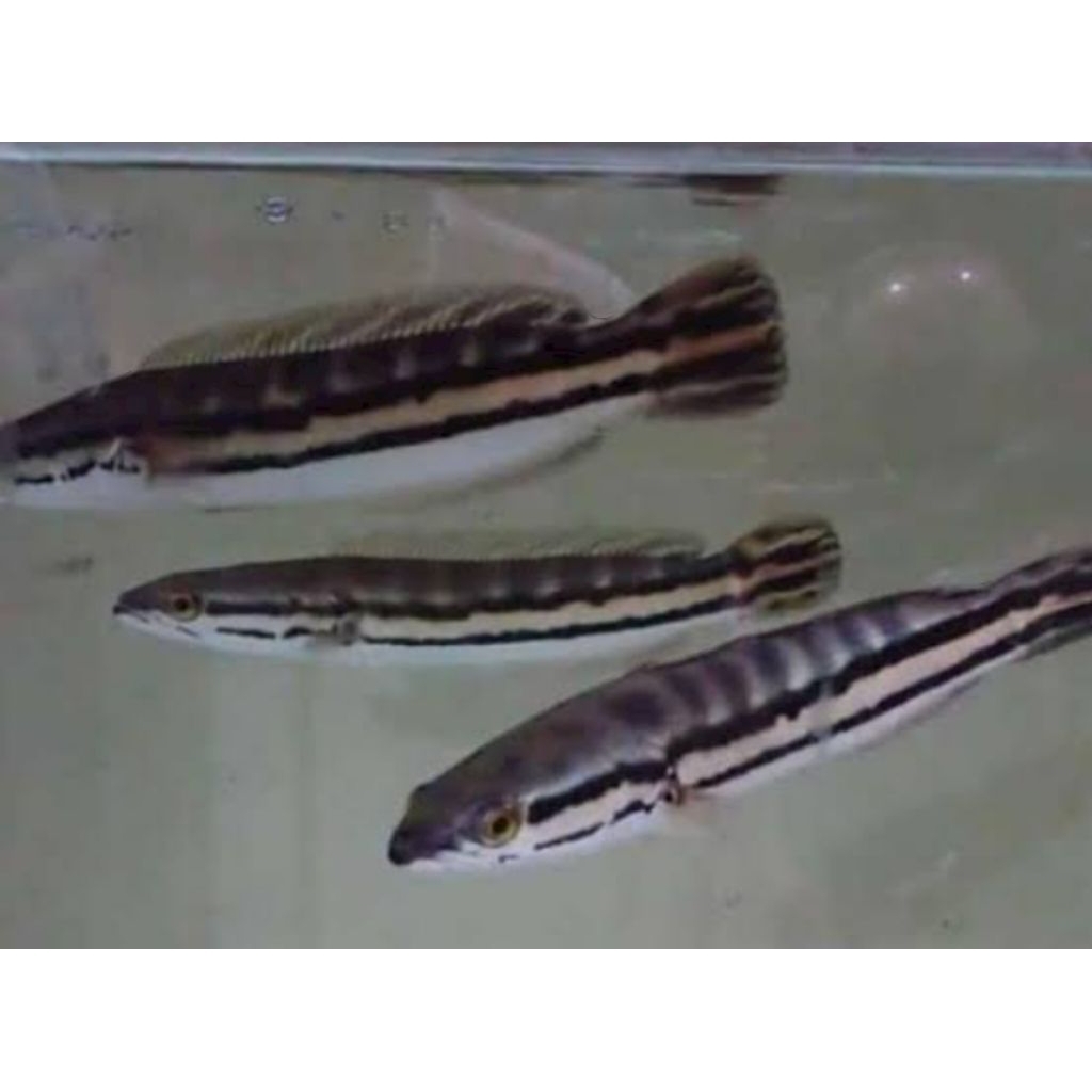 TOMAN ORI HIJAU BONUS PAKAN