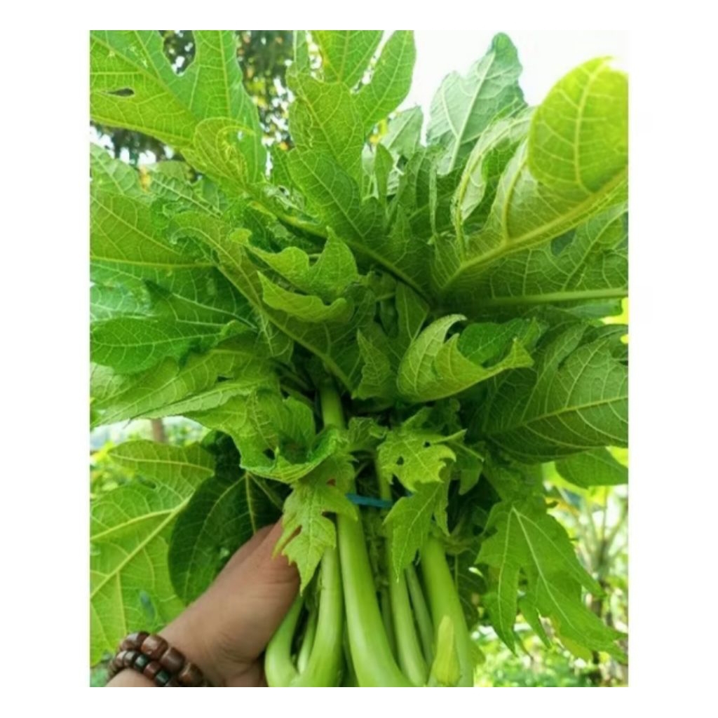 

DAUN PEPAYA SEGAR 1KG