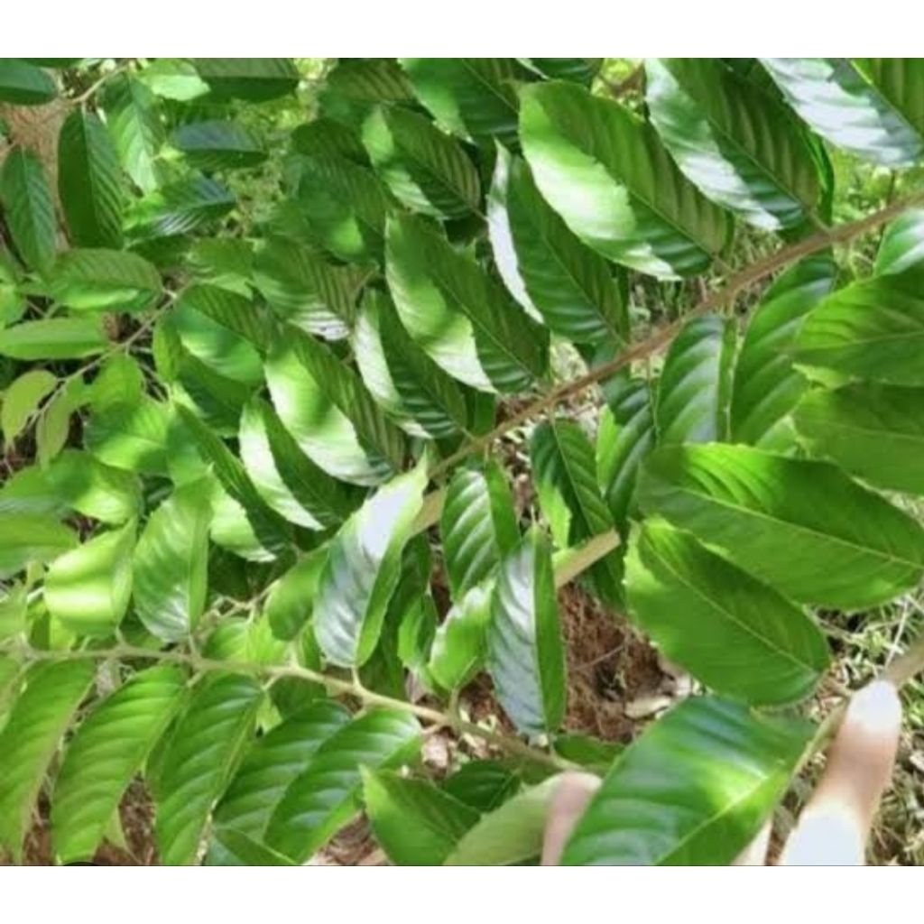 

Daun sobsis segar daun pohon Afrika 1 kg