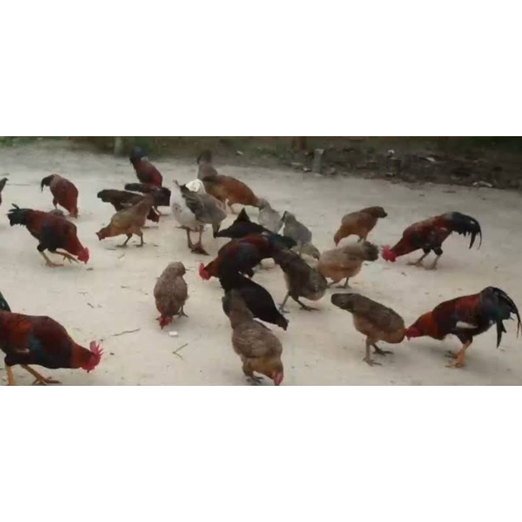 

Ayam kampung hidup 3kg-+/ ayam kampung hidup 3kg-+
