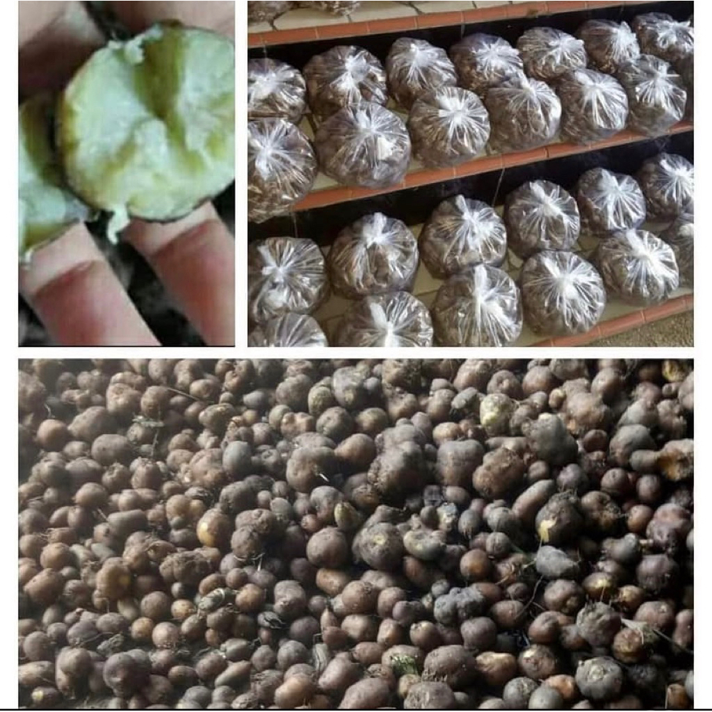 

kentang hitam kaya antioksidan dan mengatasi diabetes