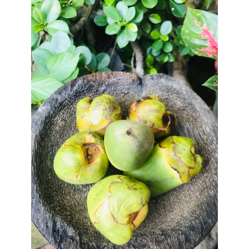 

Tembuluk kelapa/Beluluk di jual per 10 buah