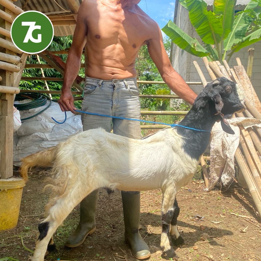 

KAMBING QURBAN KELAS SEDANG JABODETABEK BB 30kg