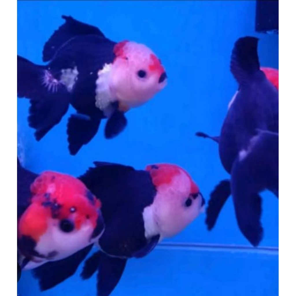 koki panda jumbo dan sedang =53rb hiyasan Akuarium